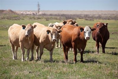 cows-animals-cattle-ranch